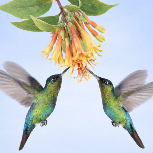 Custom order for Mom Thistle